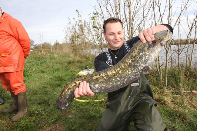 Een mooie Meerval van 80 cm