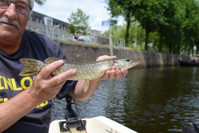 Nog zelden zo'n kleine snoek aan kunstaas gevangen