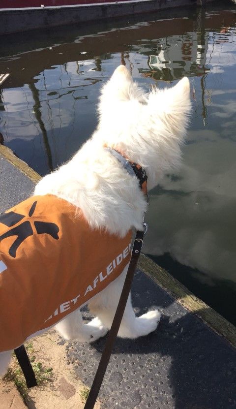 Noa in Urk bij de steigers
