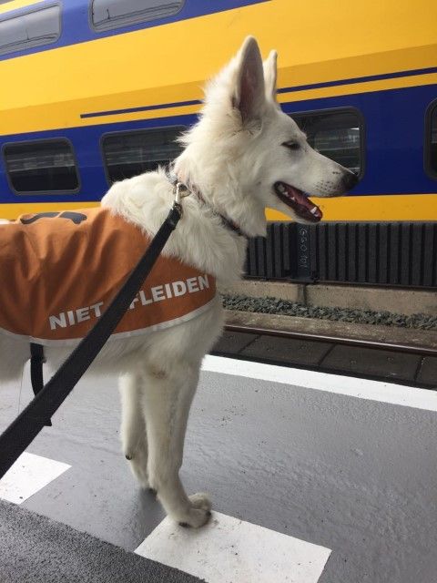 Op het perron bij de trein