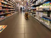 Niels in opleiding in de supermarkt