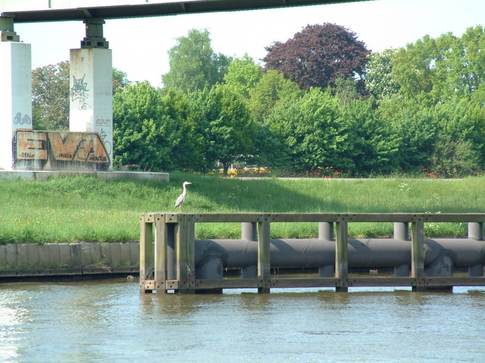 Een prachtige concurrent; een reiger op het dukdalf in het Zwolle IJsselkanaal