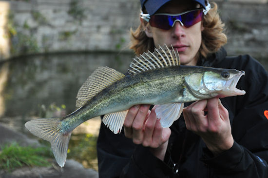 snoekbaars